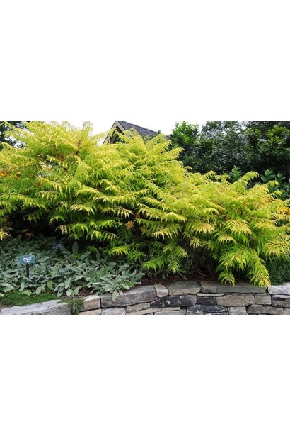 Сумах пухнастий / оленерогий Діссекта